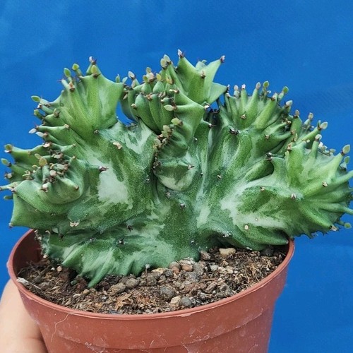 Euphorbia lactea crestata