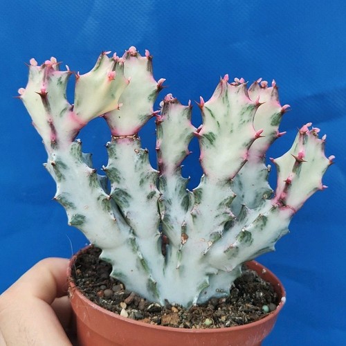 Euphorbia lactea crestata - euphorbia,