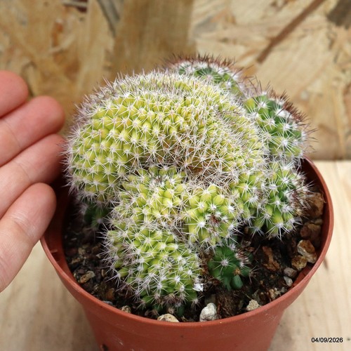Mammillaria crestata vaso - mammillaria, sp.