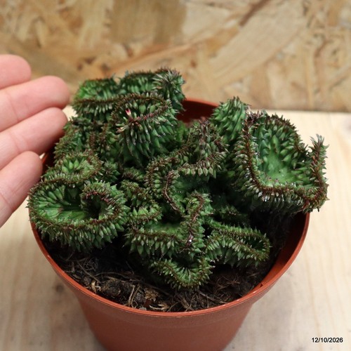 Euphorbia horrida crestata