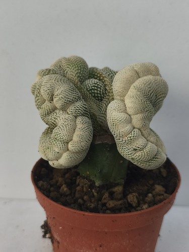 Epithelantha bokei crestata - bokei,