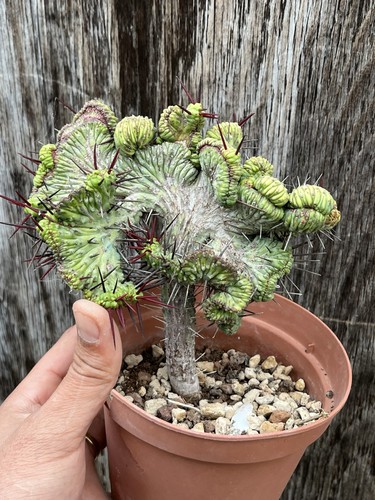 Euphorbia enopla crestata - enopla, /