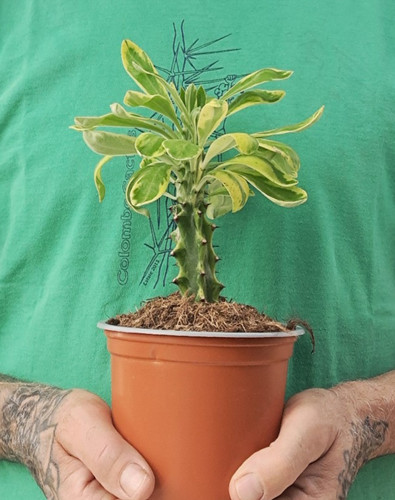 Euphorbia nerifolia - , f