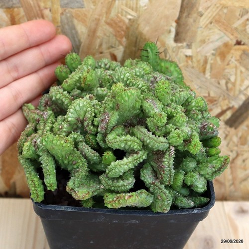 Euphorbia enopla crestata vaso - euphorbia,