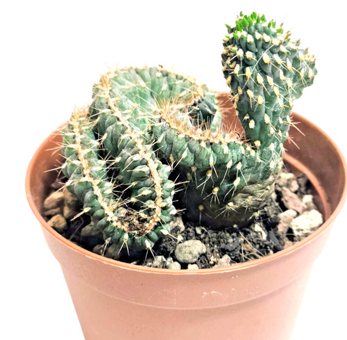Opuntia fulgida crestata 8 - Ø,