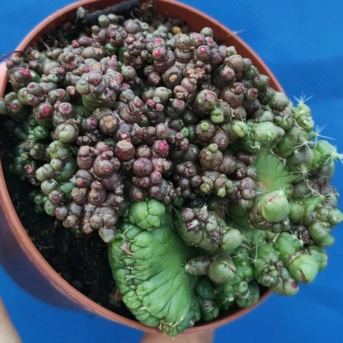 Mammillaria fred f - mammillaria, cv.