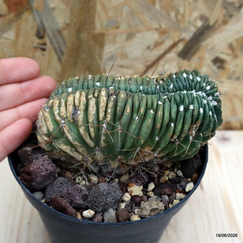 Lobivia ferox crestata vaso - crestata, 12