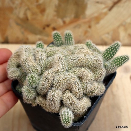 Rebutia crestata vaso - crestata, cm