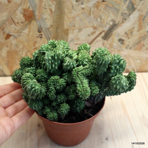 Euphorbia enopla crestata vaso - enopla,