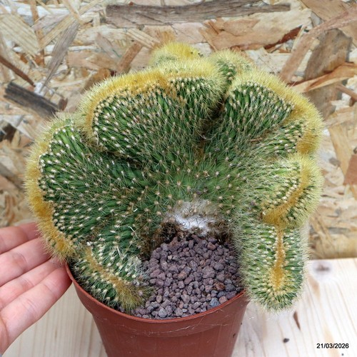 Vatricania guentheri crestata