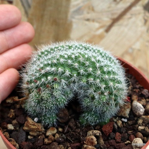 Rebutia senilis crestata vaso - crestata,