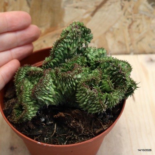 Euphorbia horrida crestata