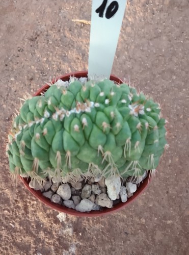 Mammillaria crestata vaso 10 - ,