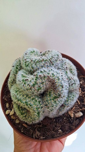 Mammillaria baumii crestata