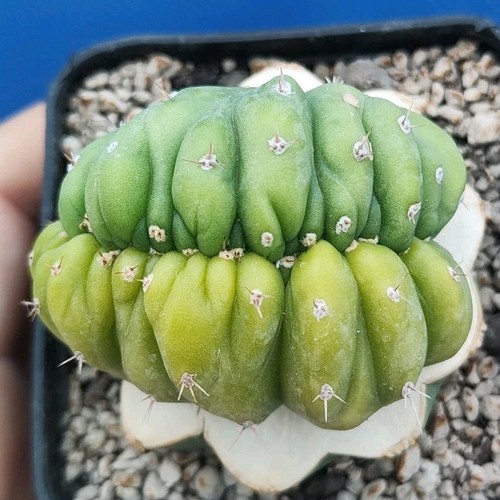Trik variegata crestata - variegata, "crestata"