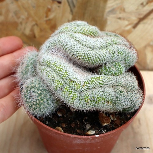 Mammillaria haniana crestata