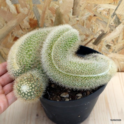 Mammillaria pilcayensis