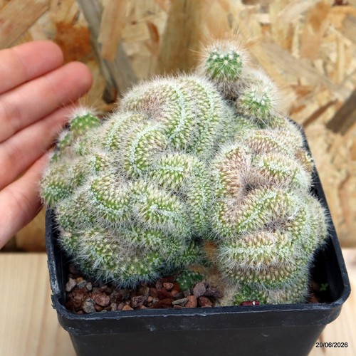 Rebutia minima crestata vaso - rebutia,