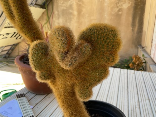 Cactus hildewintera aureispina - cactus,