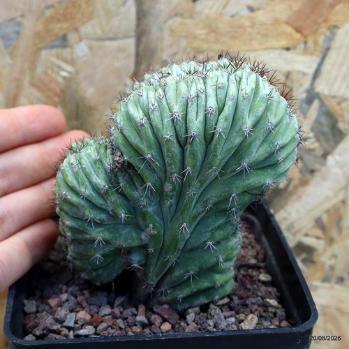 Polaskia chichipe crestata