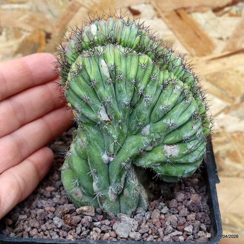 Polaskia chichipe crestata