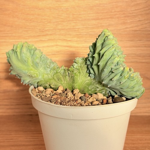 Myrtillocactus geometrizans