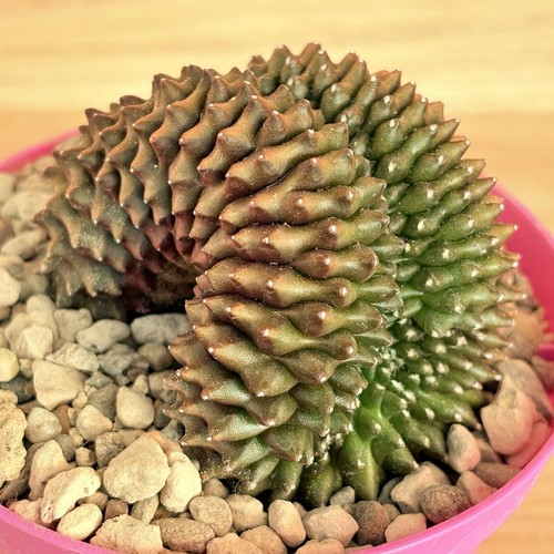 Gymnocalycium mihanovichii - , f