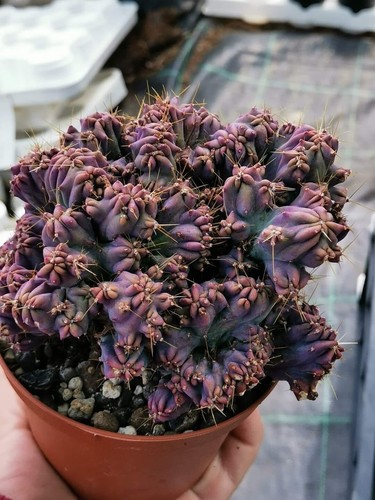 Cultivar myrtillocactus - cultivar,