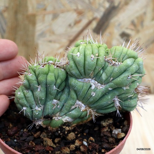 Eulychnia castanea crestata