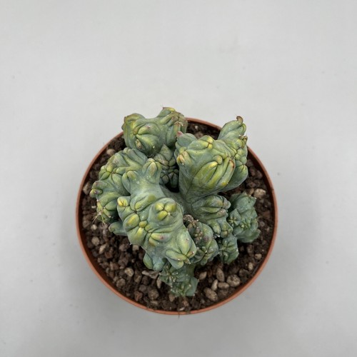 Myrtillocactus geometrizans