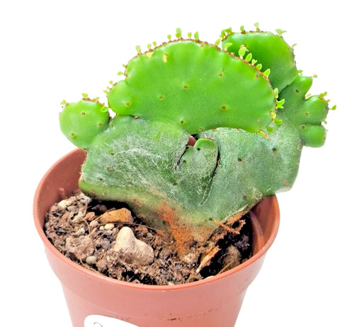 Euphorbia leucodendron - euphorbia,