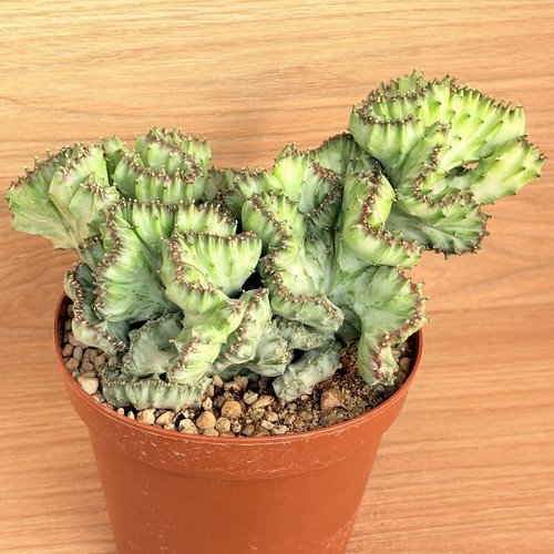 Euphorbia lactea crestata - euphorbia,