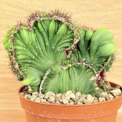 Cereus peruvianus coral f - coral,