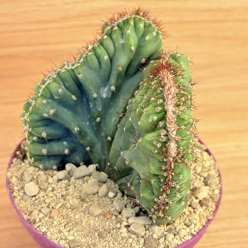 Cereus peruvianus coral - v., f
