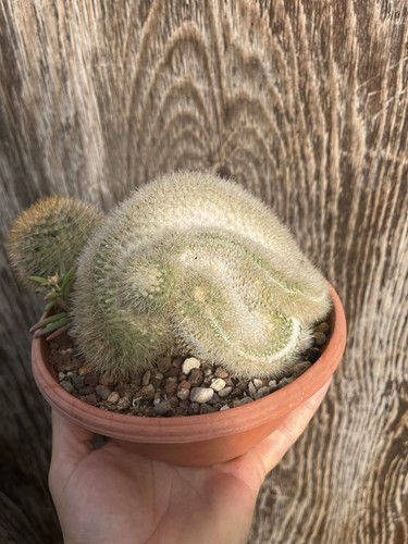 Mammillaria spinosissima - mammillaria,