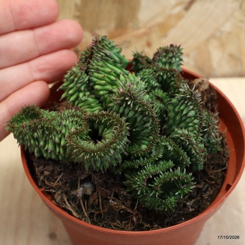 Euphorbia horrida crestata