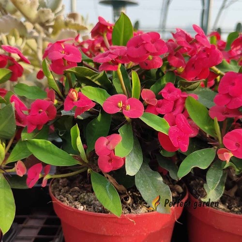100 semi euphorbia milii - euphorbia,