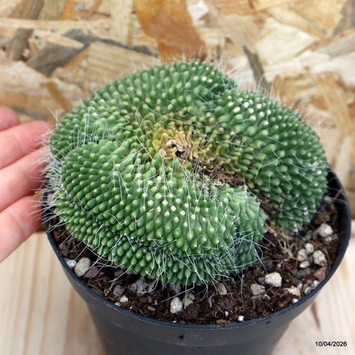 Mammillaria spinosissima