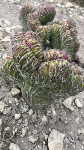 Polaskia chichipe crestata