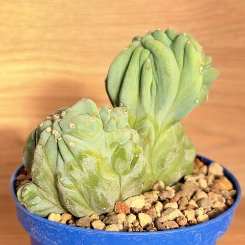 Myrtillocactus geometrizans
