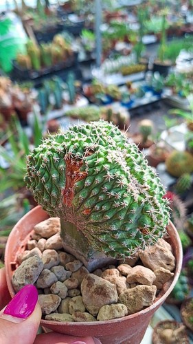 Strombocactus disciformis - disciformis, f