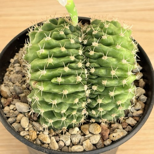 Gymnocalycium anisitsii - , f