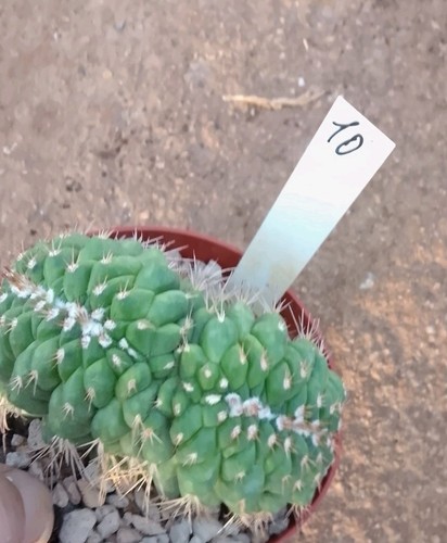Mammillaria crestata vaso 10 - ,