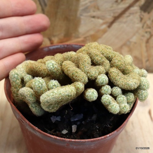 Mammillaria elongata crestata