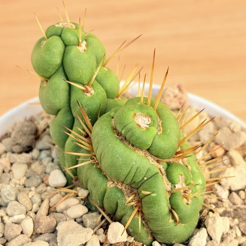 Eulychnia castanea spiralis - f.,
