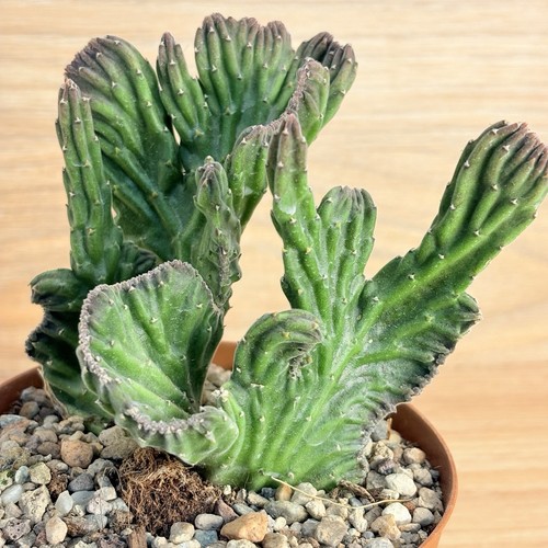Stapelia leendertziae - , f