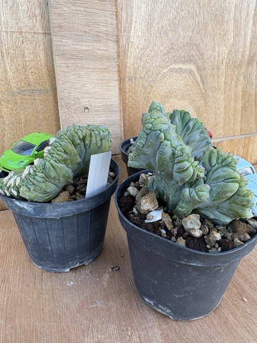 Myrtillocactus geometrizans