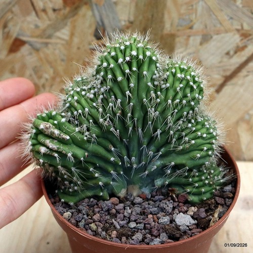 Neobuxbaumia euphorbioides