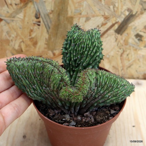 Euphorbia horrida crestata
