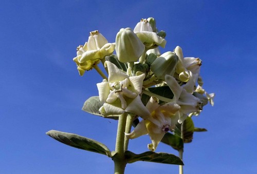 Calotropis gigantea bianco - calotropis,